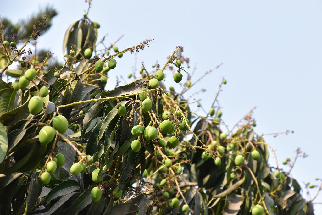 মিঠাপুকুরে ২৭ হাজার টন হাঁড়িভাঙ্গা আম উৎপাদনের লক্ষ্য