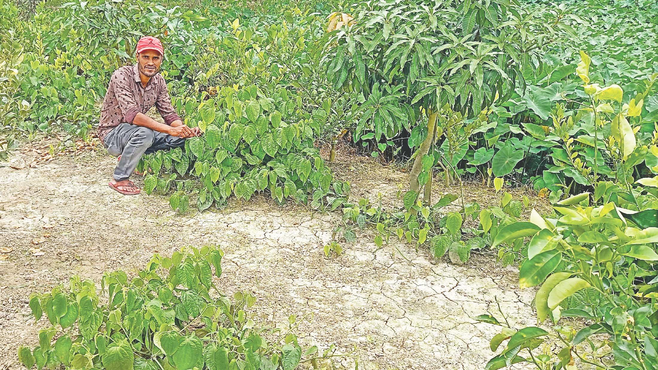 ডুমুরিয়ার চুই ঝালে মাতবে থাইল্যান্ডও