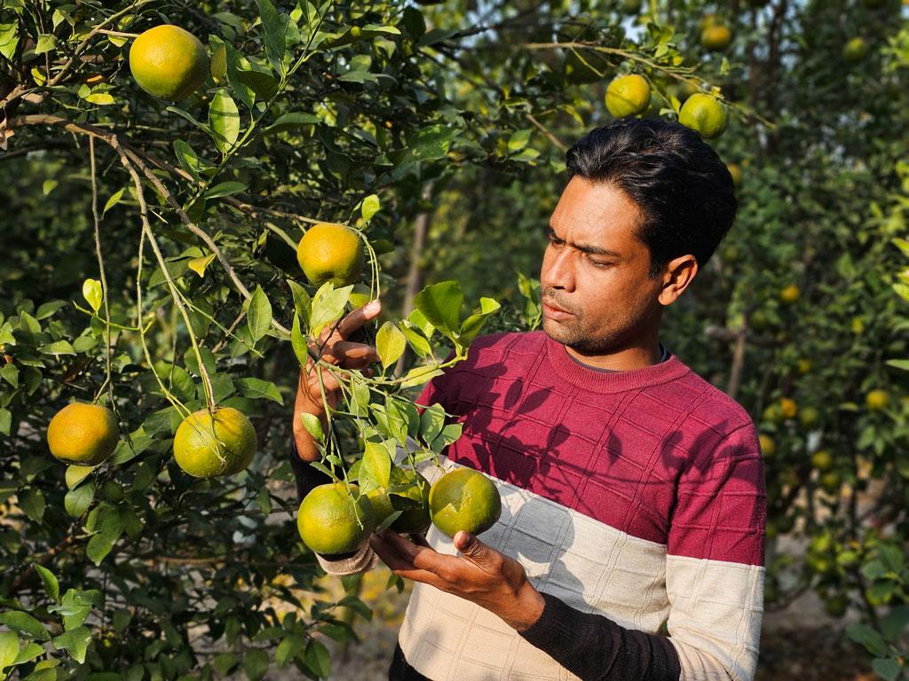 ৫ বছরেও চাকরি না পাওয়া সাইদুল এখন কমলাচাষি