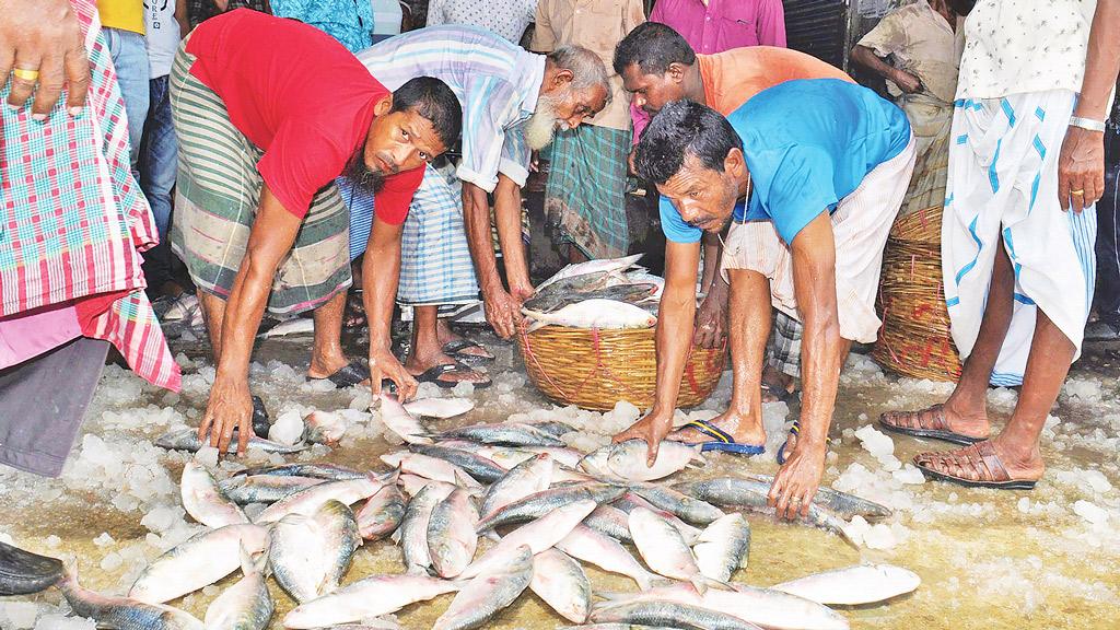 সাদা ইলিশে কালো হাত