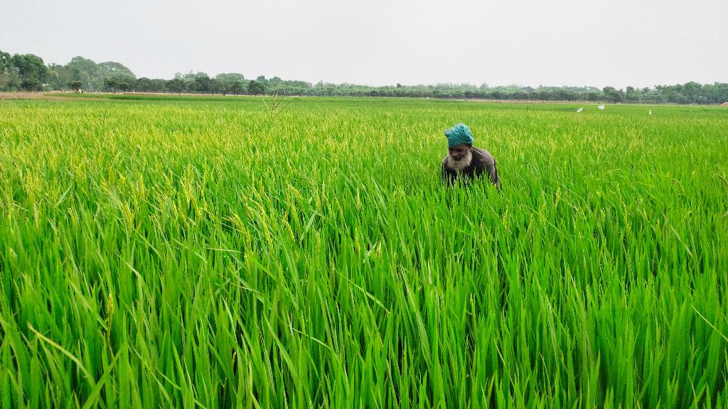 কৃষকের স্বপ্ন কাটছে ইঁদুর 