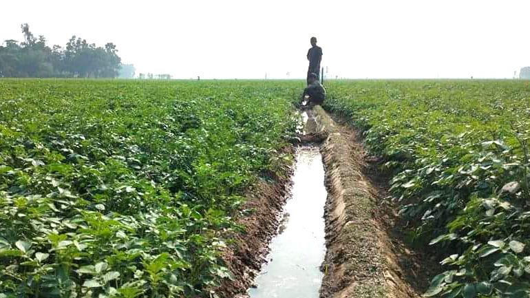 শীত কম, বদলগাছীতে আলুর ভালো ফলনের আশা কৃষকের