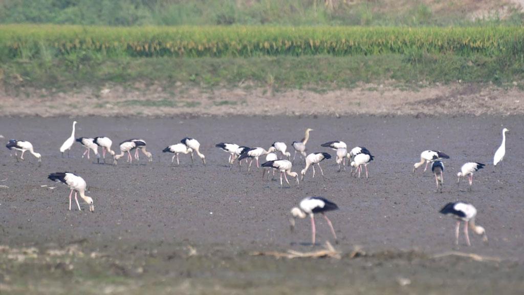 প্রচণ্ড তাপপ্রবাহে নাকাল গৃহপালিত ও বন্যপ্রাণীরা