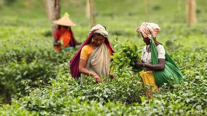 মদ ছেড়ে নতুন জীবনে ঝুঁকছেন চা-শ্রমিকেরা