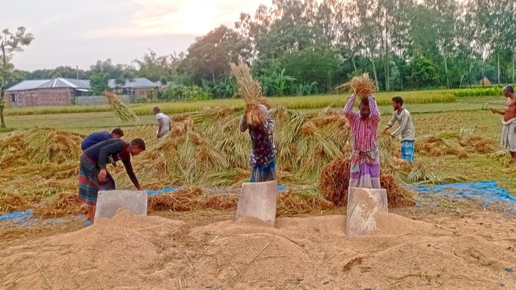 নীলফামারীতে আগাম আমন কাটার ধুম, খেতেই বিক্রি