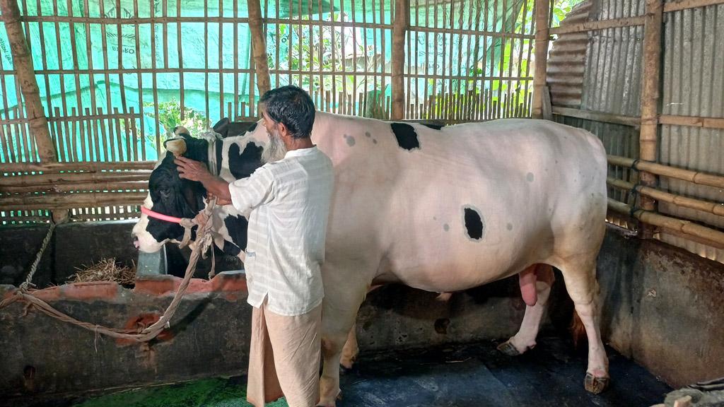 কাউনিয়ার ৩৭ মণের সুলতান দাম ১২ লাখ টাকা