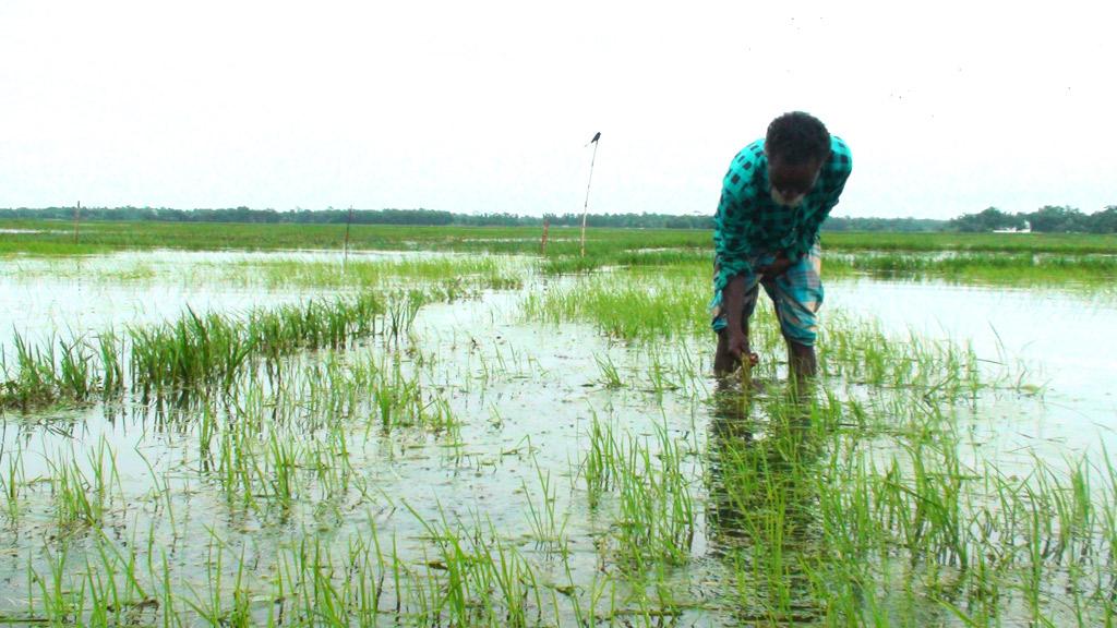 ডুবে আছে আমনের জমি