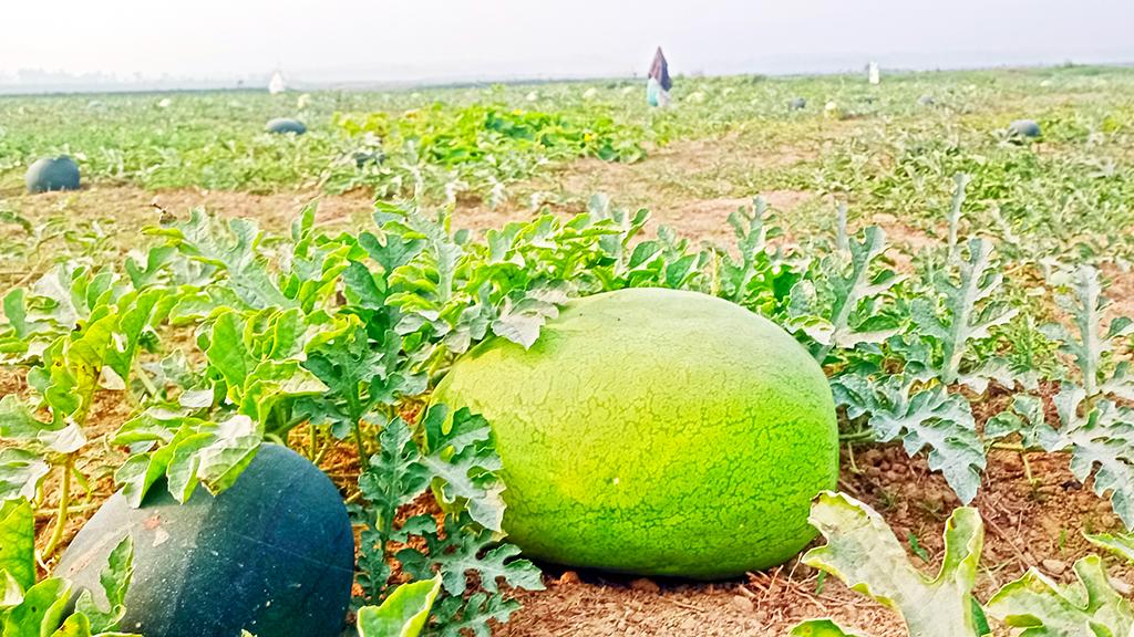 সিলেটের গোয়াইনঘাট : পর্যটন এলাকায় স্বপ্ন এবার তরমুজ চাষে