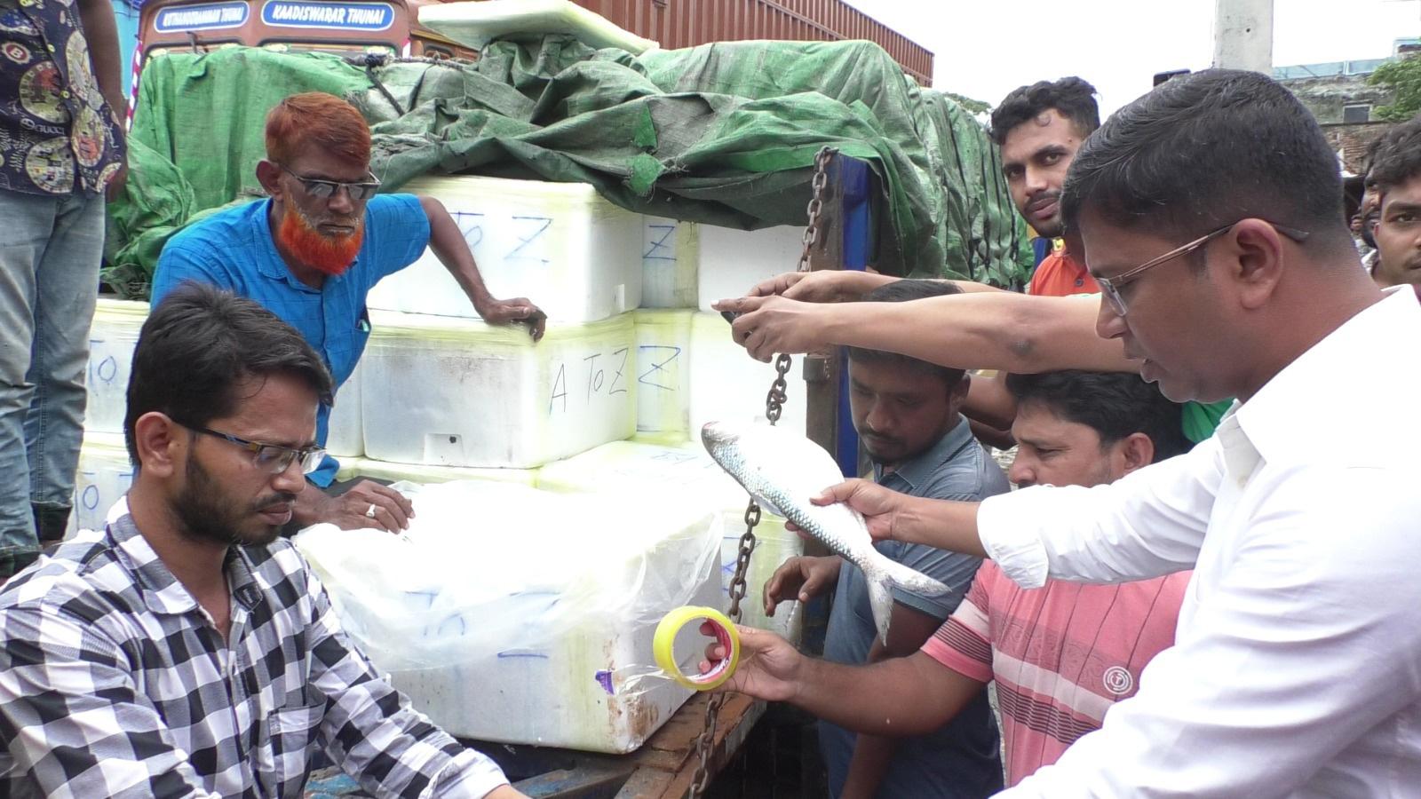 রপ্তানির শুরুতেই মণপ্রতি ইলি‌শের দাম বাড়ল ৮ হাজার টাকা