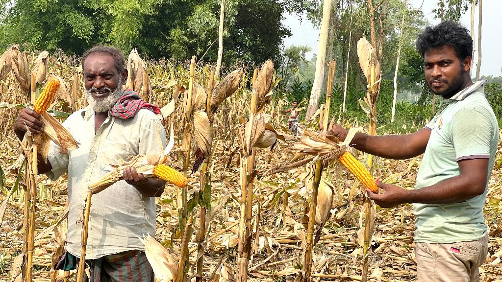 ধামইরহাট ভুট্টার বাম্পার ফলনে কৃষকের মুখে হাসি