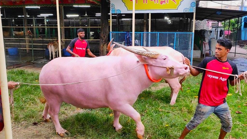 কোরবানির জন্য গোলাপি মহিষের চাহিদা বাড়ছে