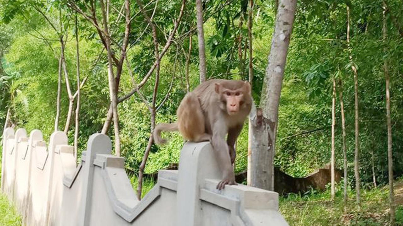 লাঠিটিলায় আবারও বিদ্যুতায়িত হয়ে লজ্জাবতী বানরের মৃত্যু