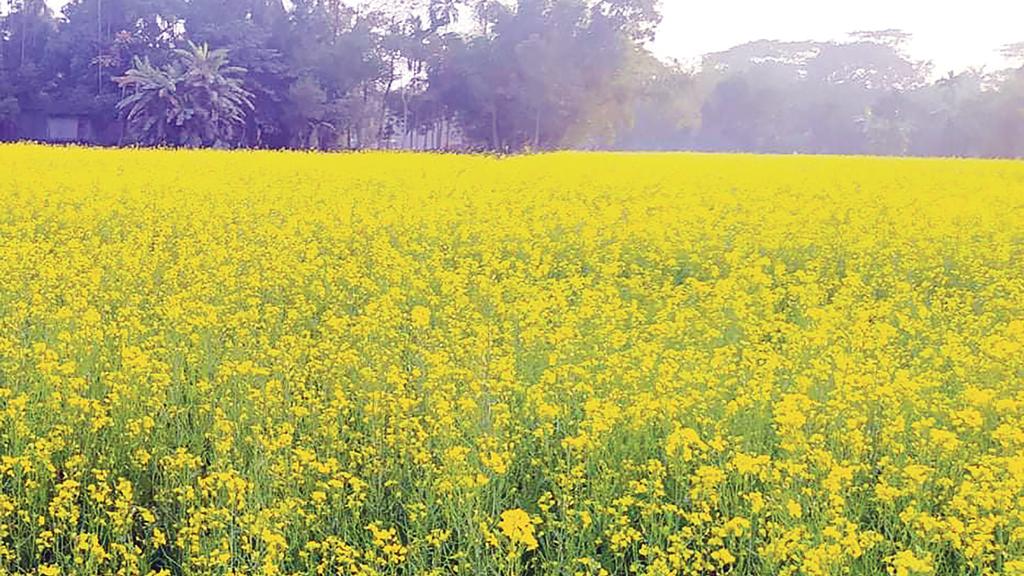 গৌরীপুরে ফসলের মাঠ ছেয়ে গেছে হলদে সরিষার ফুলে