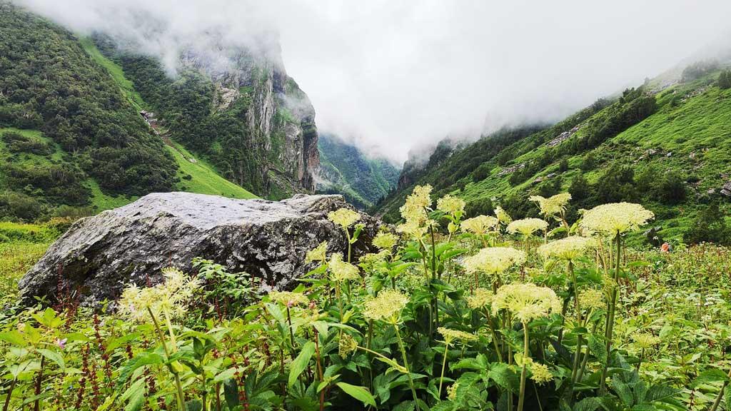 ফুলের উপত্যকা