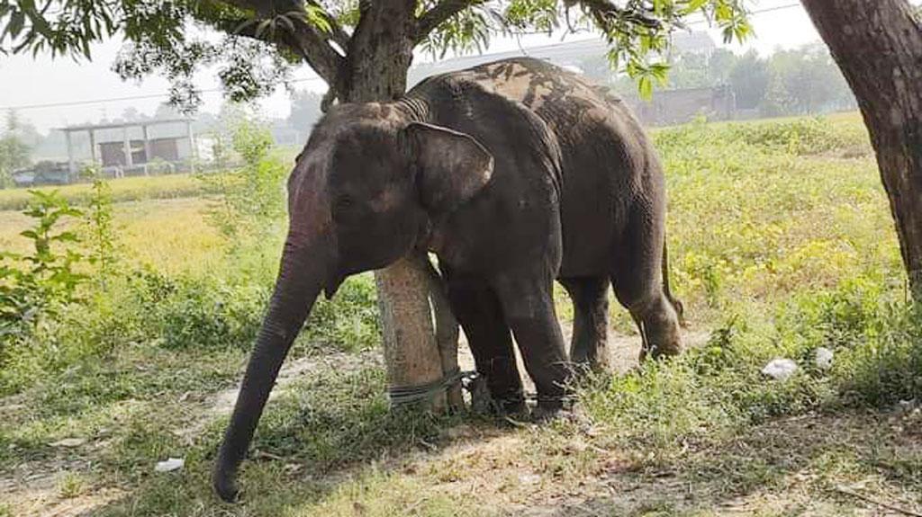 চাঁপাইনবাবগঞ্জে হাতির আক্রমণে শিশুর মৃত্যু