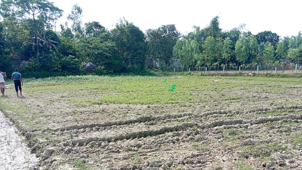 ভরা বর্ষাতেও বৃষ্টি নেই, বিরামপুর আমন রোপণ ব্যাহত 