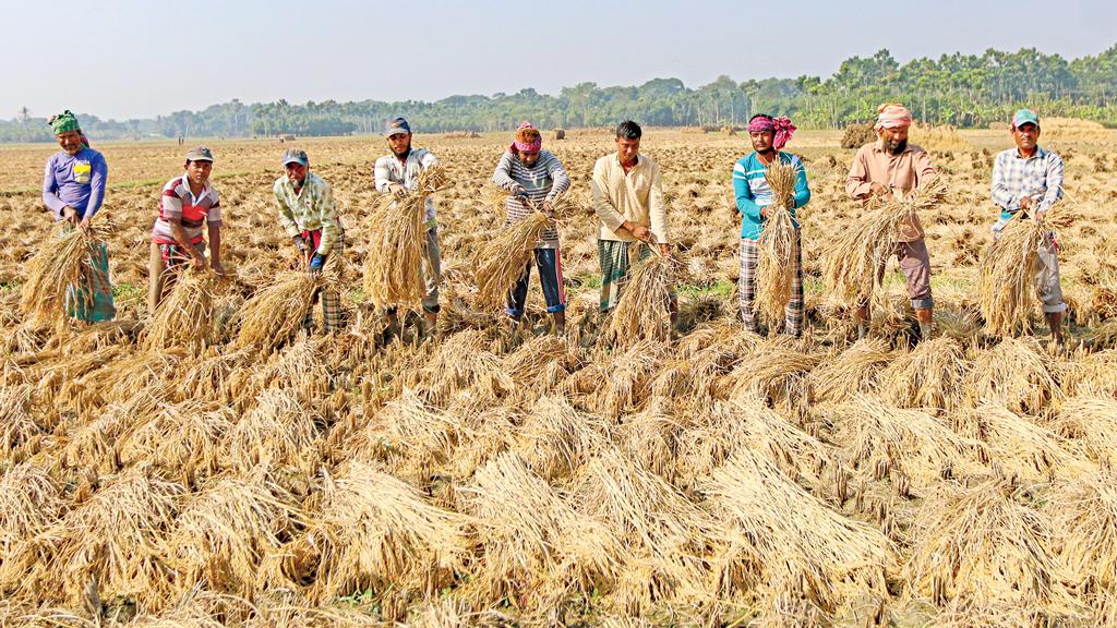 বিজয়ের ৫২ বছর এবং দেশের খাদ্যনিরাপত্তা