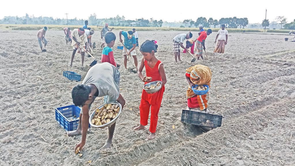 উৎপাদন খরচ বাড়লেও আলুতে লাভের আশা