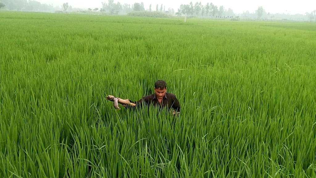 আমনখেতে ইঁদুরের হানা, দুশ্চিন্তায় কৃষক