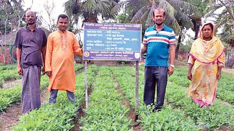 লবণাক্ত জমিতে বাদাম  চাষ, দামে খুশি চাষি