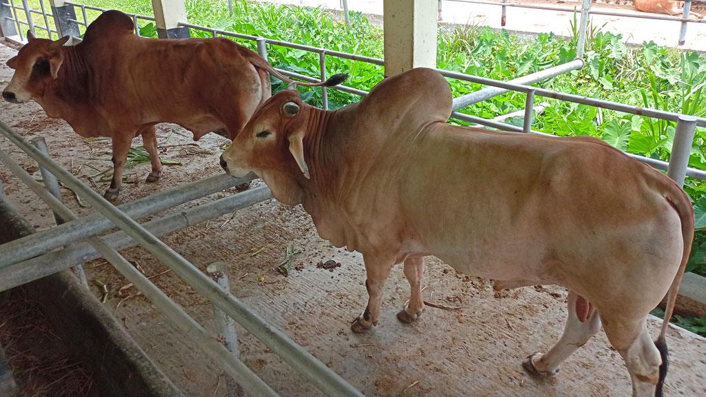 সরকারি খামারে নিলাম: ছাগলের দামে ষাঁড়সহ ৩৭টি গরু বাগিয়ে নিল সিন্ডিকেট