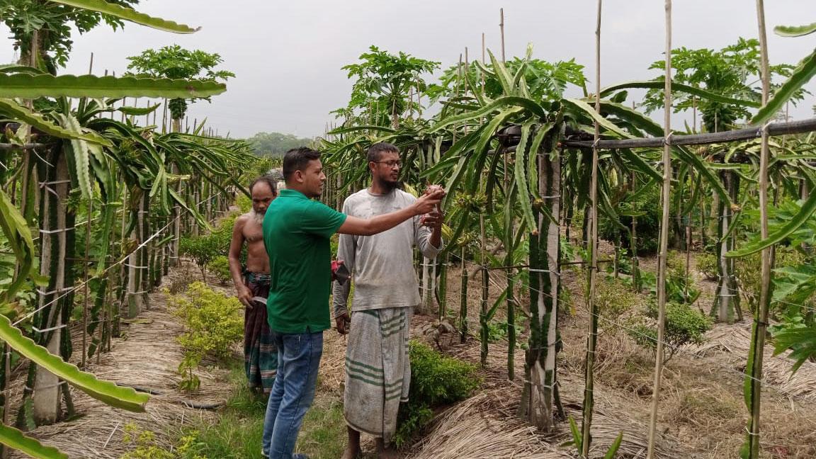 ড্রাগন চাষে চোখে নতুন স্বপ্ন