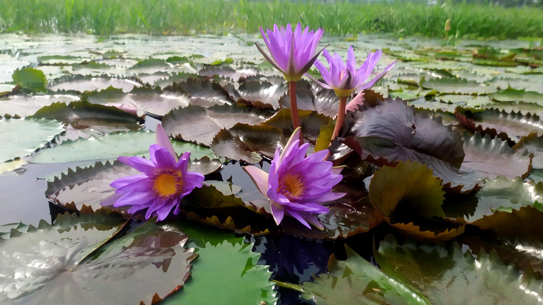 মুগ্ধতা ছড়ানো নীল শাপলার বিল