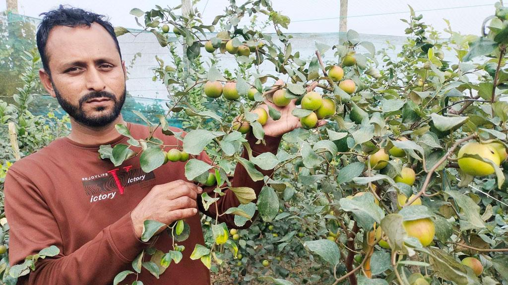 বরই চাষে সফল লালমোহনের হোসেন