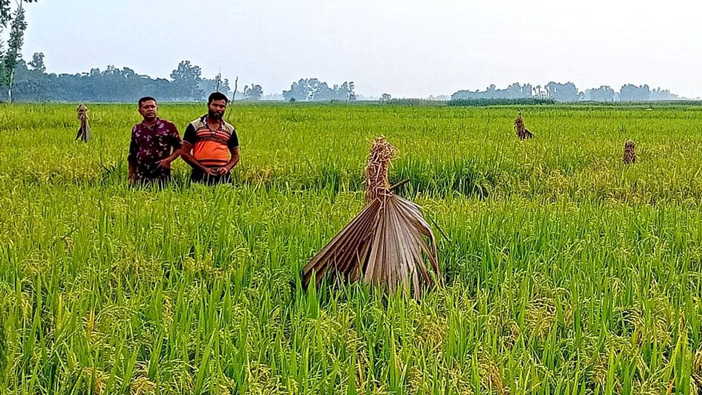 ফসল রক্ষায় ইঁদুর তাড়াতে খেতে তালপাতা