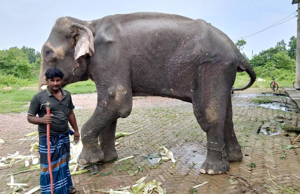 নির্যাতনের শিকার হাতিটির আশ্রয় গাজীপুর সাফারি পার্কে