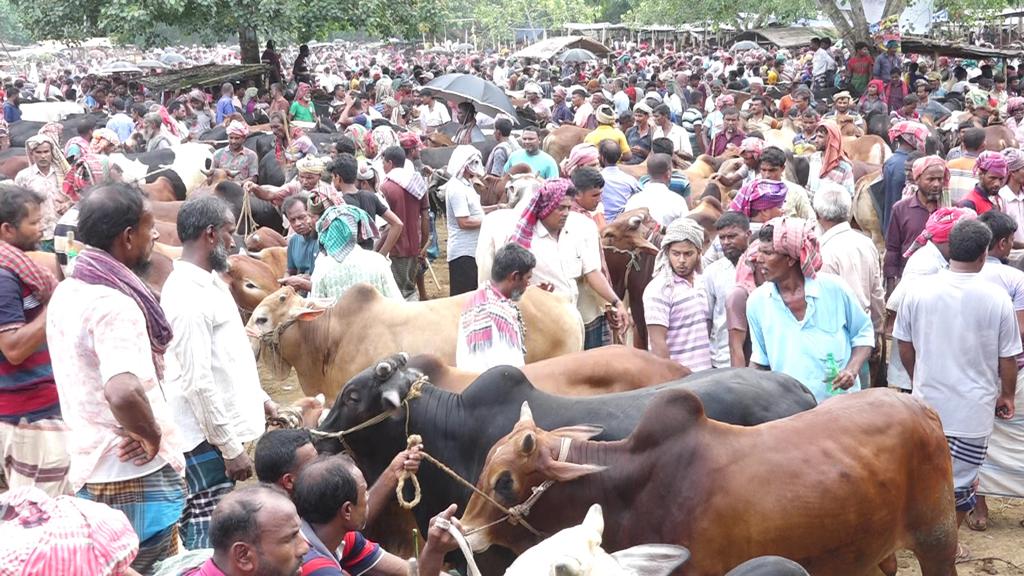 চাহিদার চেয়ে ২০ লাখ বেশি পশু প্রস্তুত