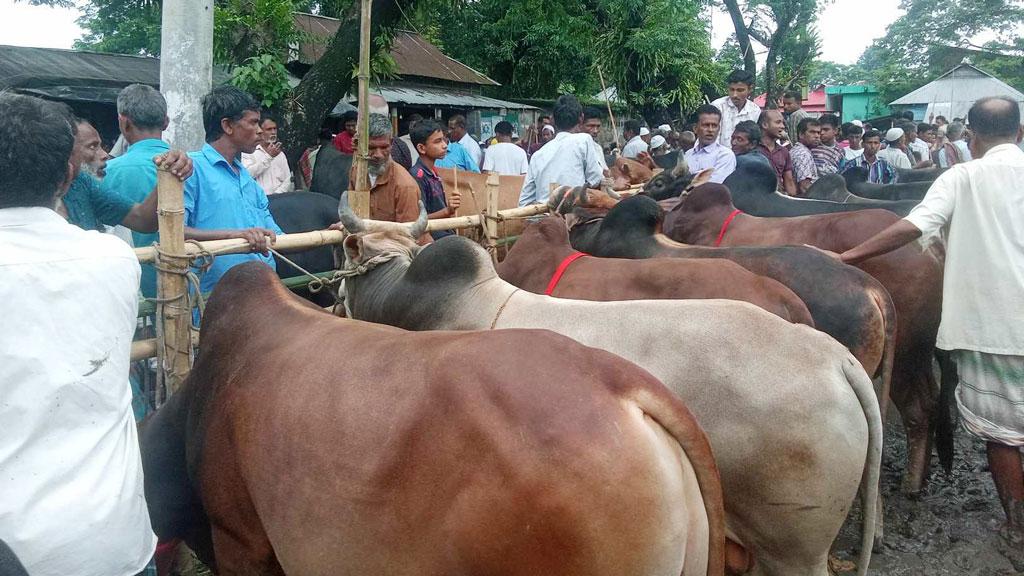 আটপাড়ায় শেষ সময়ে জমে উঠেছে কোরবানির পশুর হাট