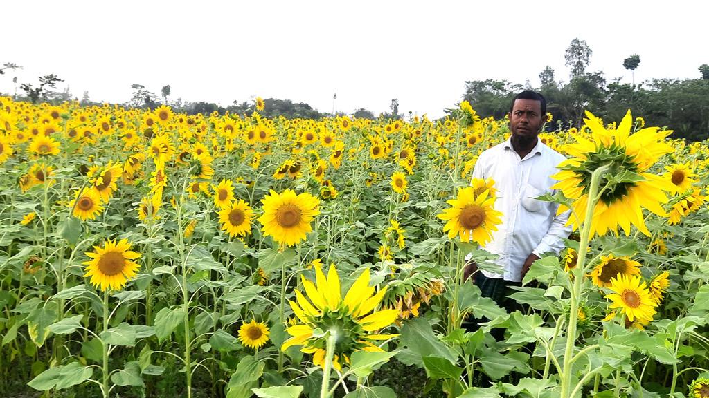 সূর্যমুখীর ভালো ফলনে কৃষকের মুখে হাসি