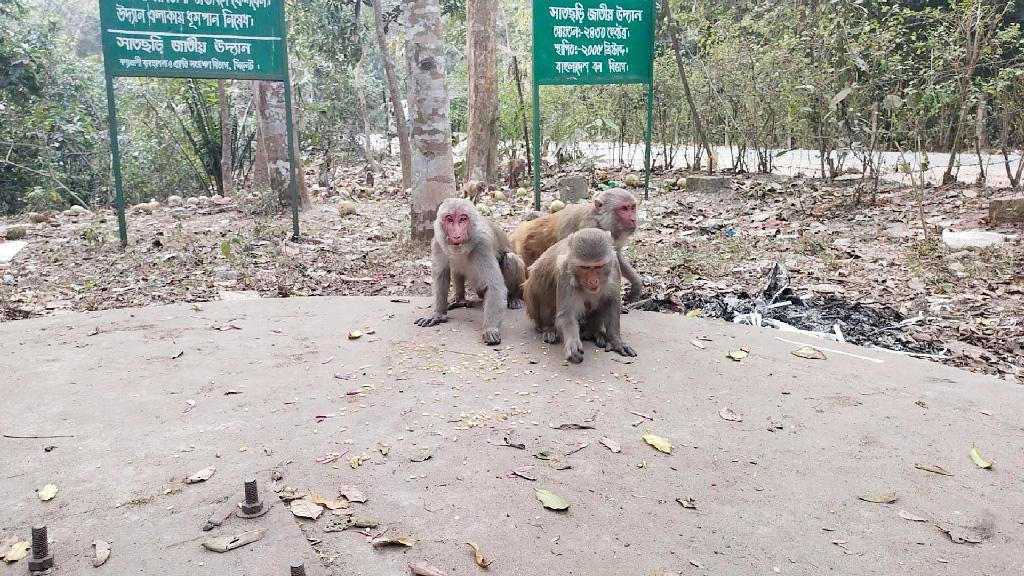 সাতছড়ি জাতীয় উদ্যানে খাদ্যসংকট, লোকালয়ে বন্য প্রাণী