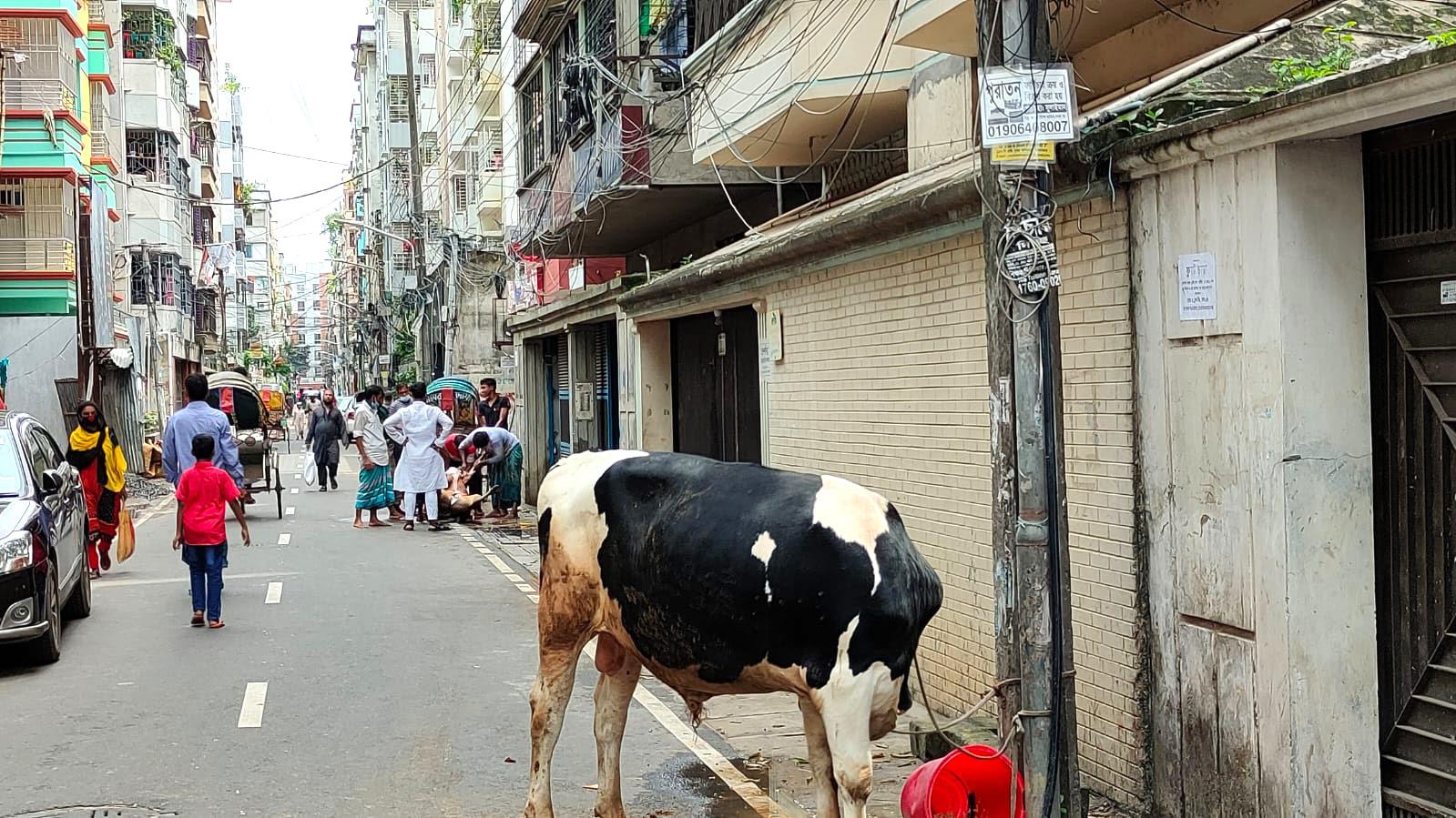 রাজধানীতে অলি-গলিতে পশু জবাইয়ের ধুম