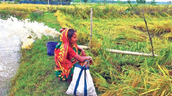 আমন নিয়ে বিপাকে কৃষক