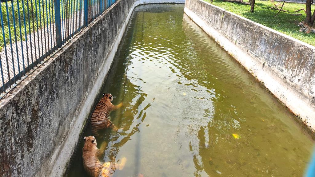 তাপপ্রবাহে হাঁসফাঁস করছে চিড়িয়াখানার প্রাণীরা, স্বাস্থ্যঝুঁকি এড়াতে দেওয়া হচ্ছে ভিটামিন-সি 