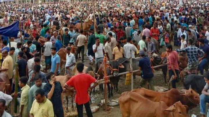 পশুর হাটে বিদ্যুতায়িত হয়ে মারা গেল দুটি গরু, শিশুসহ আহত খামারি