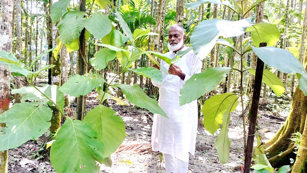 অর্ধশত বছর ধরে গাছের সঙ্গে সখ্যতা বীর মুক্তিযোদ্ধা দেলোয়ার পাটওয়ারীর