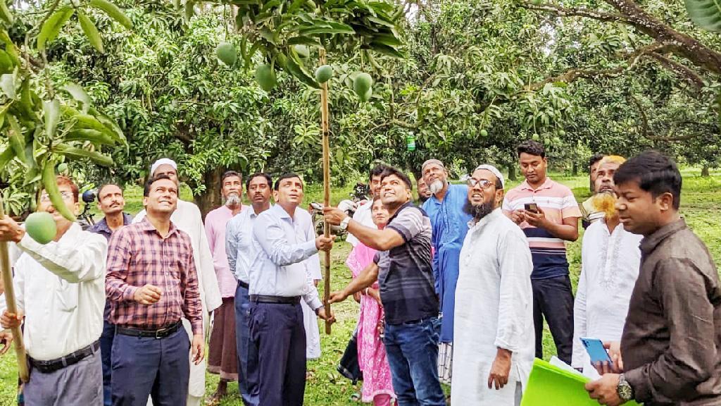 নাটোরে ৭৫০ কোটি টাকার আম কেনাবেচা হবে 