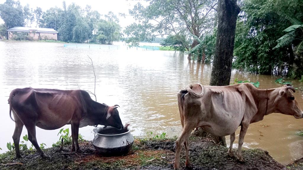 মৌলভীবাজারে গবাদিপশু নিয়ে বিপাকে বন্যাকবলিত এলাকার মানুষ