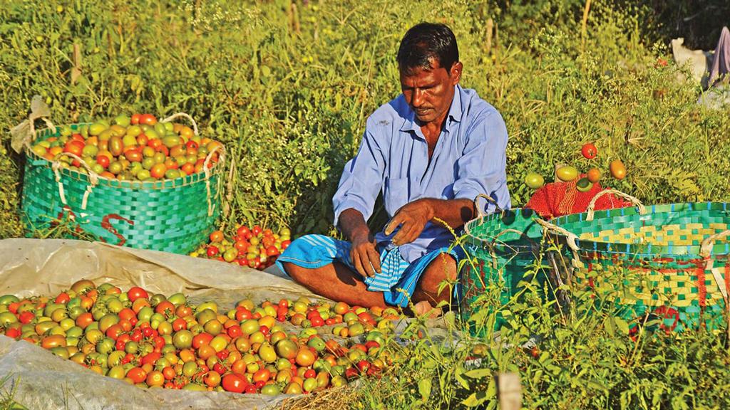 লক্ষ্যমাত্রা ছাড়াল, টমেটো চাষিদের মুখে হাসি