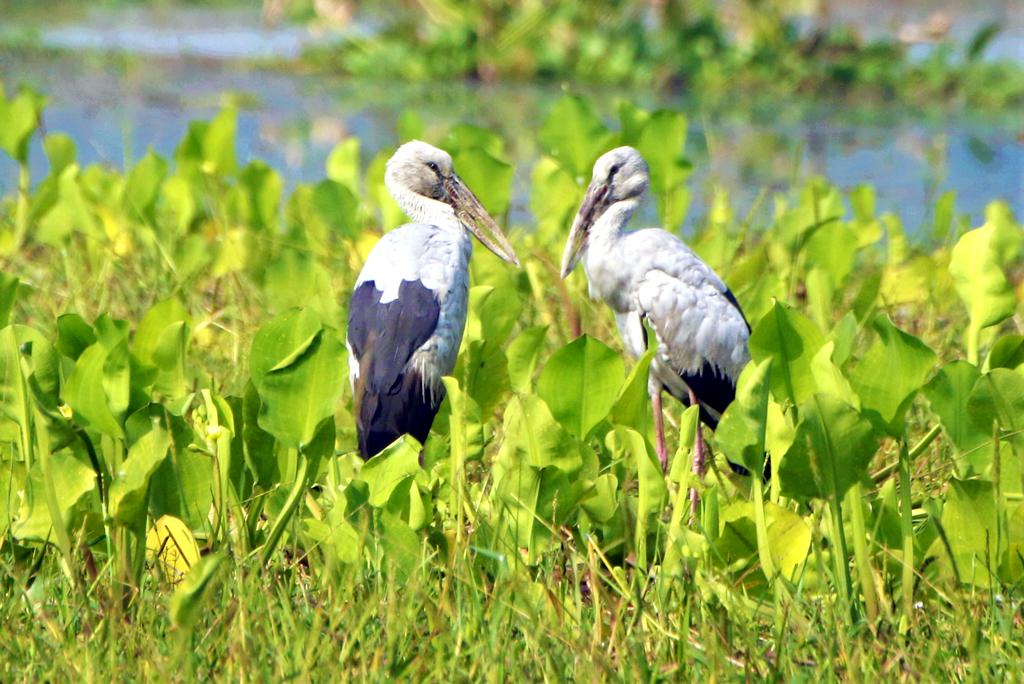 বুরুঙ্গি বিলের পাখির রাজ্যে