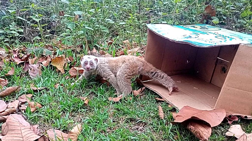 লোকালয়ে এসে খাঁচায় বন্দী লজ্জাবতী বানর, পরে বনে অবমুক্ত