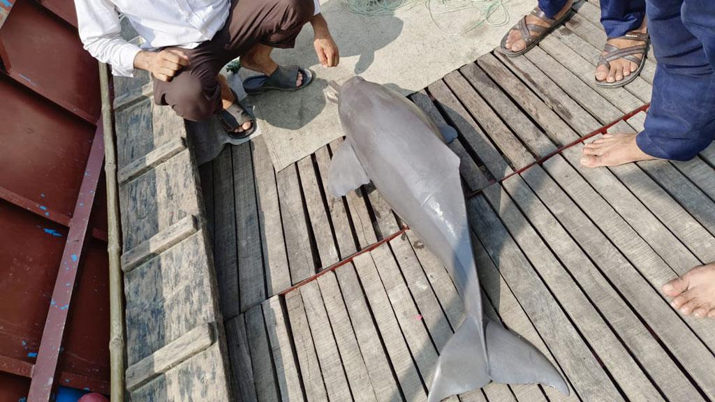 পদ্মায় নিষিদ্ধ কারেন্ট জালে আটকে মারা পড়ল শুশুক