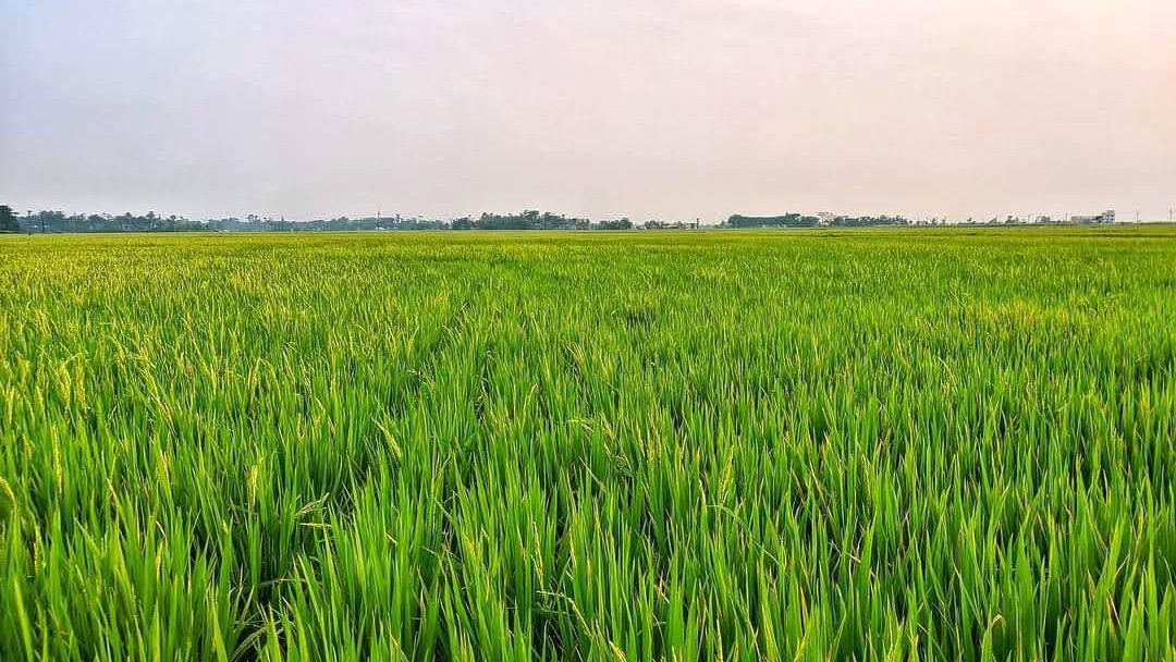 বোরো ধানের ভালো ফলনের আশা করছেন কৃষকেরা