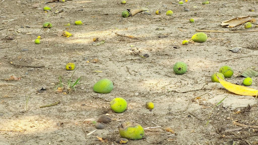 রাজশাহীতে দাবদাহে ঝরছে আমের গুটি, দুশ্চিন্তায় চাষি