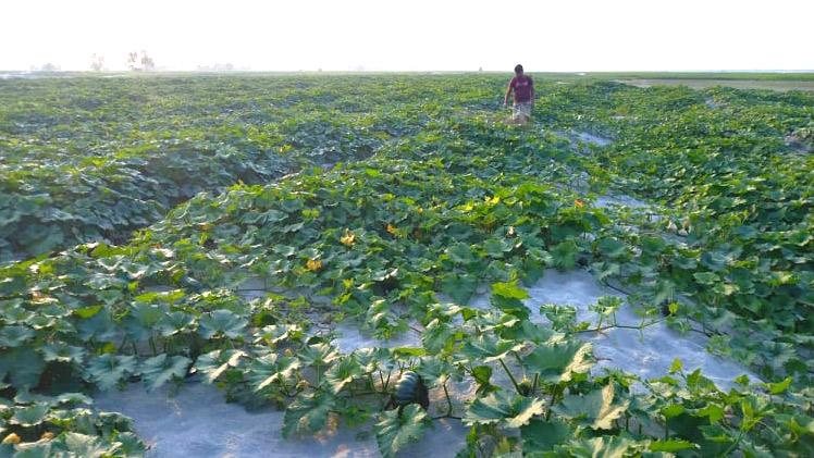 চরে কুমড়া ফুলের হাসি