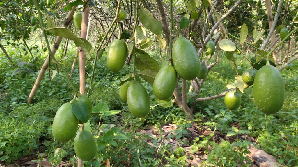 ক্রেতা নেই, বাগানেই নষ্ট লেবু