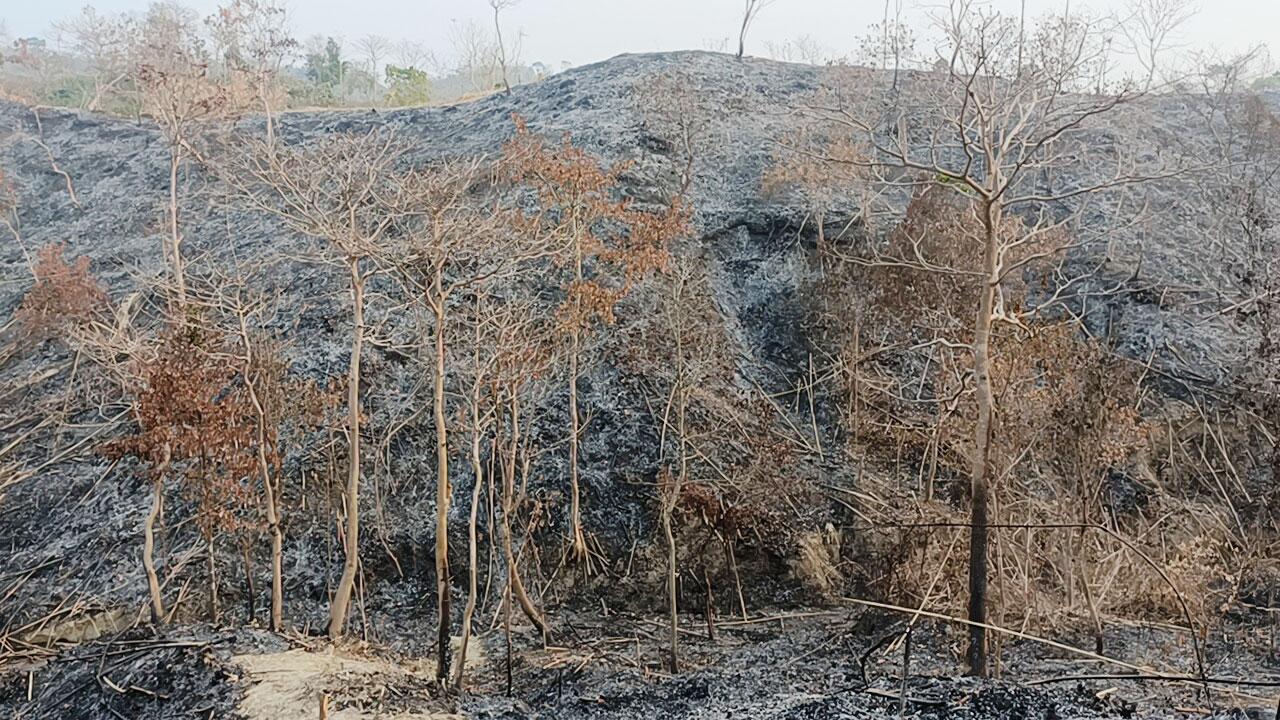 বড়লেখার বনেও নিরো!